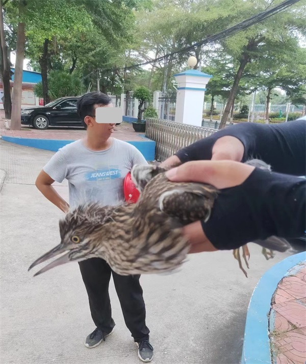 图为群众移送到派出所的二级保护动物夜鹭幼鸟