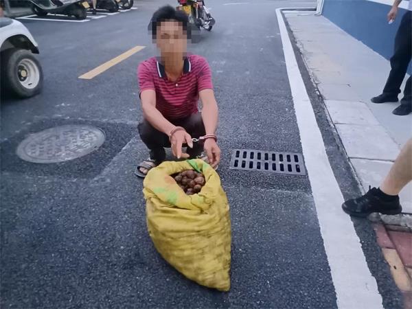 图为嫌疑人指认被盗的槟榔苗