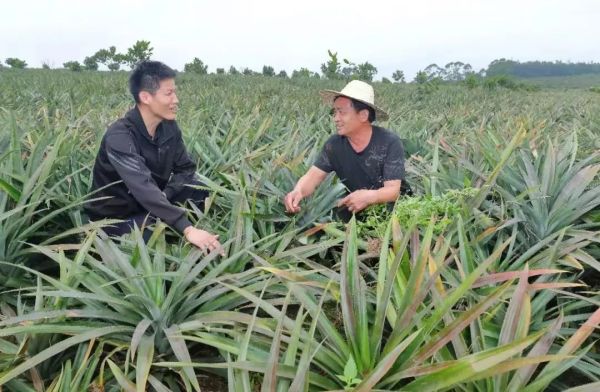 驻村干部黄文升向村民询问凤梨种植情况